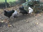Mooie jonge Australorp krielen, Dieren en Toebehoren, Pluimvee, Meerdere dieren, Kip