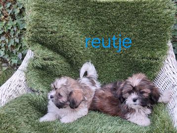 Te koop mooie speelse boomerpups beschikbaar voor biedingen