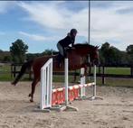 4 jarige spring sport merrie., Dieren en Toebehoren, Paarden, Merrie, Springpaard, B, 3 tot 6 jaar