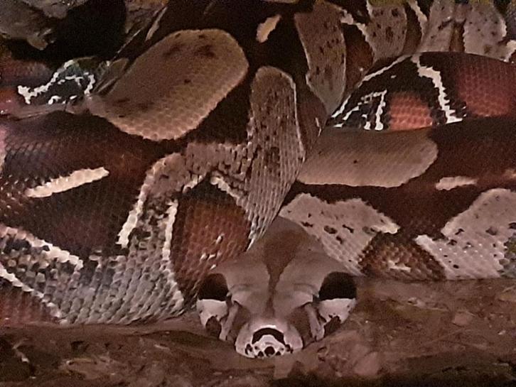 0.2 Boa constrictor constrictor Guyana