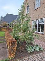 Kronkelwilg - Sierlijke Treurboom, Tuin en Terras, Planten | Bomen, Treurboom, Lente, 100 tot 250 cm, Ophalen