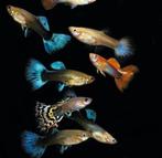 Guppies, Dieren en Toebehoren, Vissen | Aquariumvissen, Vis