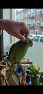 Tamme Halsbandparkiet, Dieren en Toebehoren, Vogels | Parkieten en Papegaaien, Mannelijk, Parkiet