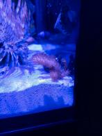 Paars leder koraaltje, Dieren en Toebehoren, Vissen | Aquariumvissen, Overige typen