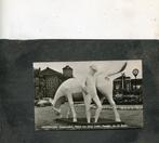 Ansicht Groningen - Stationsplein - Peerd van Ome Loeks, Verzenden, 1960 tot 1980, Ongelopen, Groningen