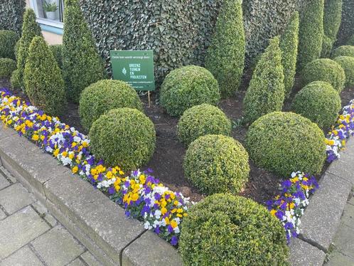 Buxus in diverse vorm en maten. Super kwaliteit, Tuin en Terras, Planten | Struiken en Hagen, Struik, Buxus, Minder dan 100 cm