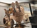 Mexicaanse roodmussen, Meerdere dieren, Tropenvogel