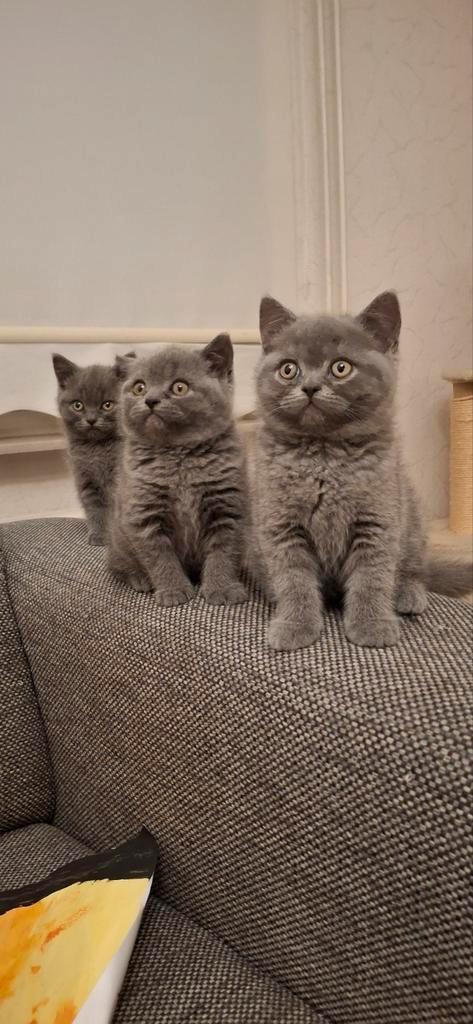 British (Korthaar) Shorthair., Dieren en Toebehoren, Katten en Kittens | Raskatten | Korthaar