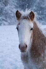 Onze knappe en mega lieve Fell x Irish Cob merrie veulen, Dieren en Toebehoren, Merrie, Niet van toepassing, Gechipt, 0 tot 2 jaar