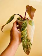 Philodendron Strawberry Shake fully Rooted, Huis en Inrichting, Kamerplanten, 100 tot 150 cm, Overige soorten, Groene kamerplant