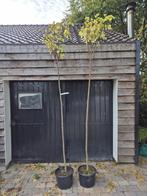 Catalpa boompjes in diverse maten, Tuin en Terras, Planten | Bomen, Bloeit niet, Ophalen of Verzenden, 100 tot 250 cm, Volle zon