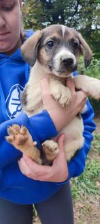 Morey- klei hartje vol liefde, klaar voor een nieuw begin, Particulier, Rabiës (hondsdolheid), 15 weken tot 1 jaar, Reu