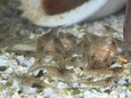 Zoet water garnalen, Dieren en Toebehoren, Kreeft, Krab of Garnaal