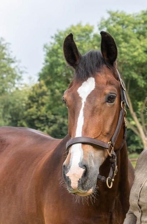 Leuke 16 jarige Welsh Cob, Dieren en Toebehoren, Paarden, Ruin, Z, 165 tot 170 cm, 11 jaar of ouder, Gechipt, Ontwormd, Ingeënt
