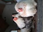 Cochin kriel koppeltje zilver tarwe, Dieren en Toebehoren, Pluimvee, Meerdere dieren, Kip