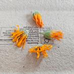 Goudsbloem,zaden, Ophalen of Verzenden, Volle zon