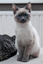 Siamese kitten Vermist - Omgeving Zuurland Brielle, Dieren en Toebehoren, Kat
