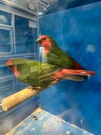 Roodkop Papegaai Amadine 1-0, Meerdere dieren, Tropenvogel, Geringd