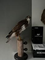 Opgezette buizerd, Ophalen of Verzenden, Zo goed als nieuw, Vogel, Opgezet dier