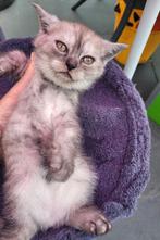 Britse korte kittens , Ze mogen op16 juni weg ,3 beschikbaar, Dieren en Toebehoren, Meerdere dieren, Ontwormd, 0 tot 2 jaar