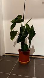 Philodendron Glorious (moederplant), Huis en Inrichting, Kamerplanten, Overige soorten, 100 tot 150 cm, Ophalen of Verzenden, Volledige schaduw