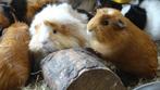 Lieve jonge cavia's, verschillende kleuren, beer en zeug!, Dieren en Toebehoren, Knaagdieren, Juli, Meerdere dieren, Cavia