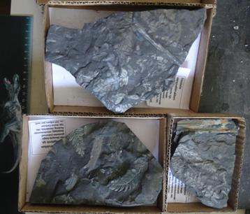 3platen met tientallen fossiele varens,Osnabrück,310 milj.jr beschikbaar voor biedingen