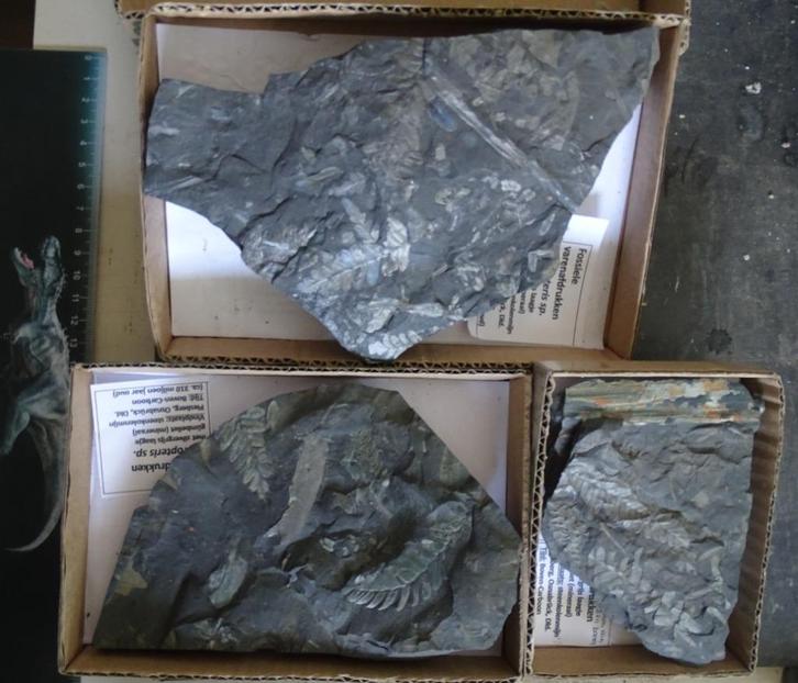 3platen met tientallen fossiele varens,Osnabrück,310 milj.jr, Verzamelen, Mineralen en Fossielen, Fossiel, Ophalen of Verzenden
