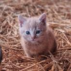 Lieve en mooie boerderij kittens️, Dieren en Toebehoren, Meerdere dieren, Kortharig, 0 tot 2 jaar