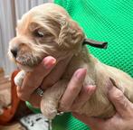 Prachtig nestje kleine medium labradoodle pups, Overige rassen, CDV (hondenziekte), 8 tot 15 weken, Geslacht onbekend