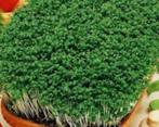 Tuinkers salade Curled, Ophalen of Verzenden, Voorjaar, Volle zon, Zaad