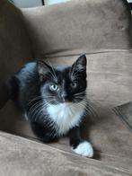 Half Scottish Fold, Dieren en Toebehoren