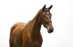Lieve alleskunner!, Dieren en Toebehoren, Paarden, Merrie, Springpaard, B, Gechipt