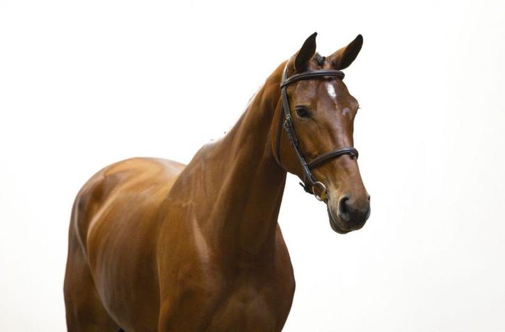 Lieve alleskunner!, Dieren en Toebehoren, Paarden, Merrie, B, 170 tot 175 cm, 3 tot 6 jaar, Springpaard, Met stamboom, Gechipt