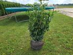 Genolia laurieren, Tuin en Terras, Ophalen, Overige soorten, Minder dan 100 cm
