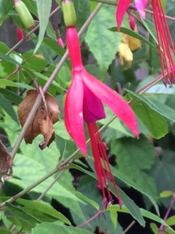 fuchsia bellenplant beschikbaar voor biedingen