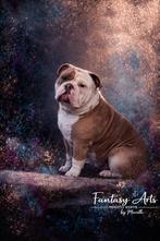 Old english bulldog dekreu, Dieren en Toebehoren, Honden | Bulldogs, Pinschers en Molossers, Reu, Parvo, Bulldog, Eén hond