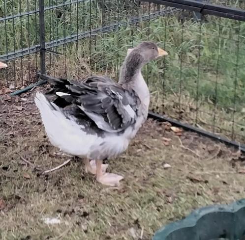 Te koop:  Toulouse Dewalt/dewab gans ., Dieren en Toebehoren, Pluimvee, Gans of Zwaan, Geslacht onbekend