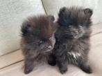 Pomeriaan pups, Overige rassen, 8 tot 15 weken, CDV (hondenziekte), Meerdere