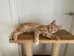 Mooie kittens Maine Coon x Europese korthaar rood en crème, Dieren en Toebehoren, Katten en Kittens | Raskatten | Korthaar, Poes