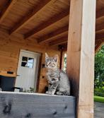 Lieve kittens te koop!, Meerdere dieren