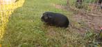 Cavias gratis! Met grote hok 40e, Dieren en Toebehoren, Knaagdieren, December, Mannelijk, Cavia