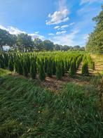 Coniferen, Tuin en Terras, Planten | Bomen, Ophalen of Verzenden, Bloeit niet, Overige soorten, 100 tot 250 cm
