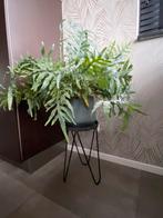 Keramiek bloempot met grote varen op onderstel, Ophalen, Halfschaduw, Minder dan 100 cm