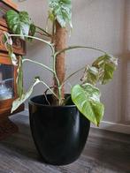 zwarte bloempot, Tuin en Terras, Ophalen, Gebruikt, Rond, Aardewerk