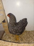 Wyandotte krielkip hen, Dieren en Toebehoren, Pluimvee, Vrouwelijk, Kip