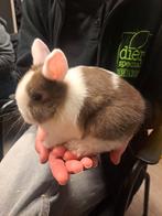 Lief konijntje ram, December, Mannelijk