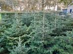 kerstbomen, Tuin en Terras, Planten | Bomen, Lente, 100 tot 250 cm, Volle zon, In pot