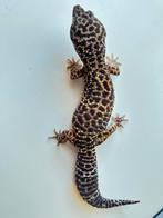 Luipaardgekko mannetje 2,5 jr met certificaat!, Hagedis, 0 tot 2 jaar