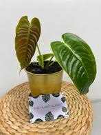 Anthurium Veitchii P9 - Sellers Choice, Huis en Inrichting, Kamerplanten, Ophalen of Verzenden, Overige soorten, Minder dan 100 cm
